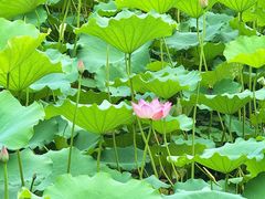 -荔湾湖公园