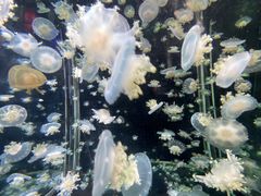 -太平洋海底世界