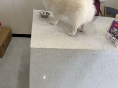 -宠颐生猫科·内科皮肤科(西平世纪城店)