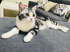 -猫大福·Fortune Cat猫舍(百子湾店)