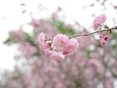 -天适樱花悠乐园