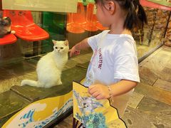 -猫咪博物馆(顶澳仔猫街店)