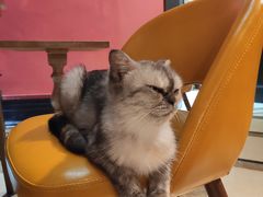-猫色咖啡·猫咖
