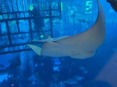 -迪拜水族馆及水下动物园
