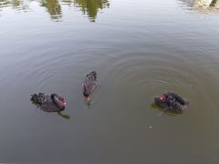 -厦门国家会计学院
