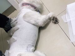 -宠福鑫康馨动物医院·骨科·眼科