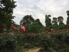 -秀丽东方
