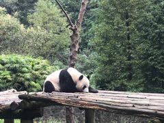 -都江堰中华大熊猫苑