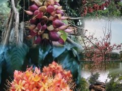 -中国科学院华南植物园