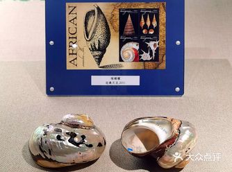 邮票上的贝壳展大海的味道