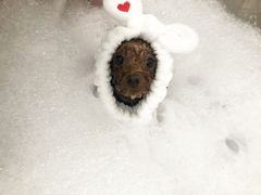 -Oh My Dog宠物沙龙(伊珊娜皮毛护理店)