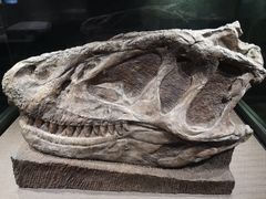 -自贡恐龙博物馆