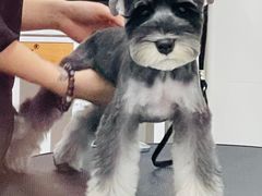 -1013 PET SHOP精品宠物商店(丁香店)