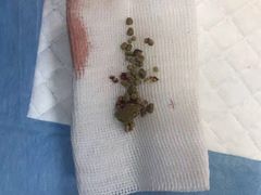 -伟伟宠物医院·CT影像中心·瑞派犬猫综合性门诊(汉口总院)