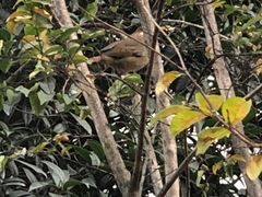 -顺旺基大厨现炒(凯德店)