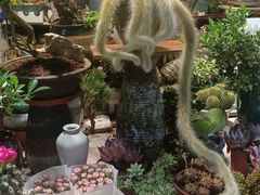 -朝来春花卉市场