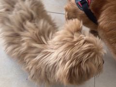 -艾贝尔宠物医院·狂犬免疫点(江山金象城店)