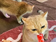 -大型宠物商超·宠海王国·宠物猫狗活体·用品·美容(新世界百货重庆店)