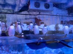 -芜湖新华联大白鲸海洋公园