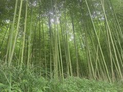 -黄海国家森林公园