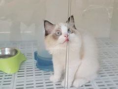 -lincat·猫舍(广州店)