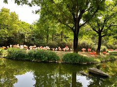 -上海野生动物园