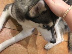 -more than meow吴止猫主题餐厅(承德 中船汇店)