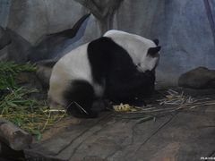 -深圳野生动物园