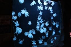 -Zoolung Zoolung动物主题公园(海信广场店)