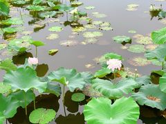 -荷塘月色湿地公园·向阳花洲