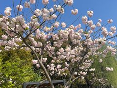 -高东镇樱花园