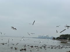 -深圳湾公园(南山区)