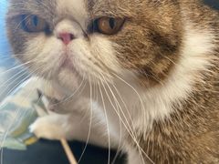 -瞄一喵猫咖(格力海岸店)
