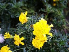 -黑龙江省森林植物园