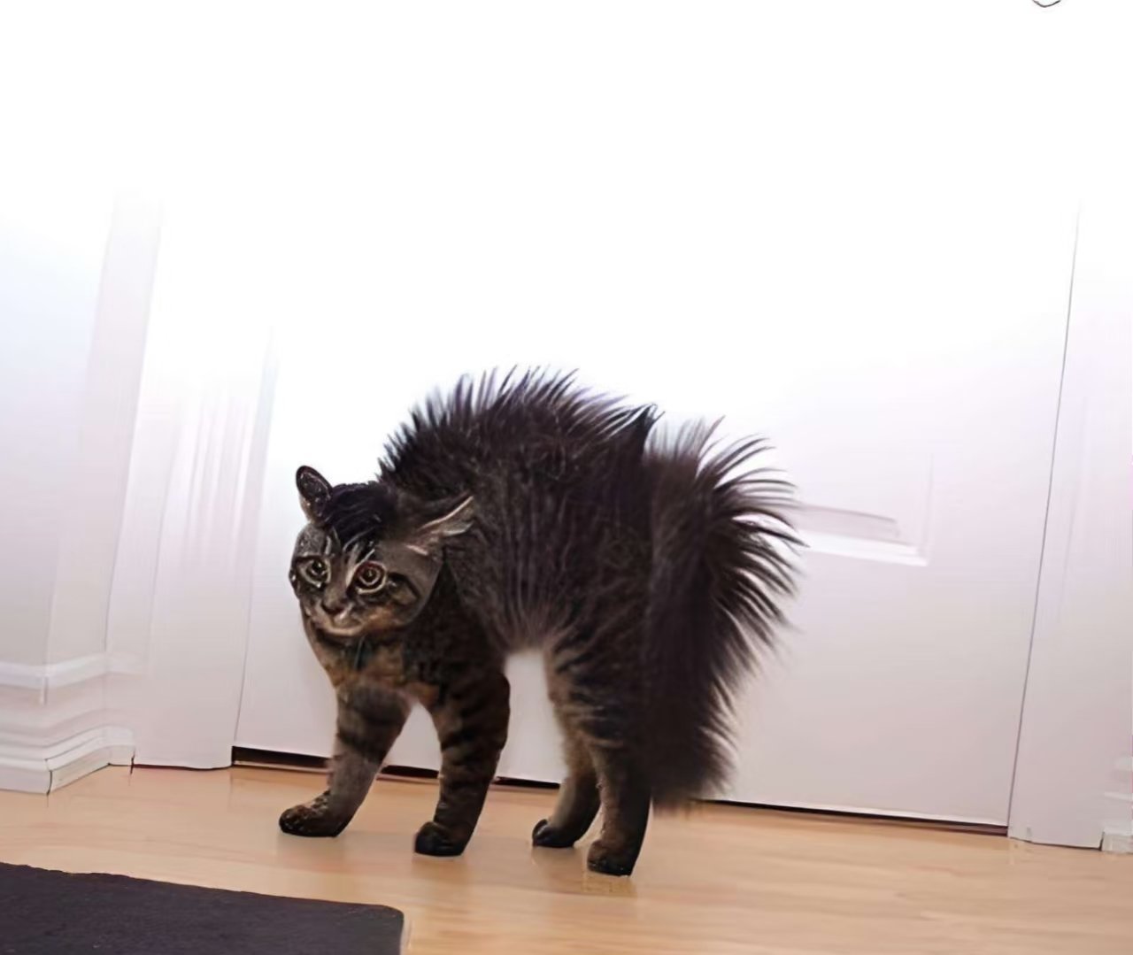 猫咪被抚摸背部时为什么会弓背?