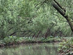 -大湾区中央湿地公园