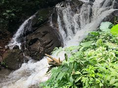 -莫里热带雨林景区
