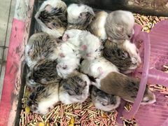 -钓仓鼠(洋桥北里小区店)