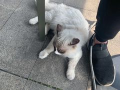 -gaga(深圳南山益田假日广场店)