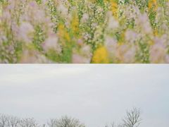 -杭州湾海上花田景区