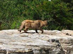 -北京西山国家森林公园