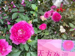 -人民公园(罗湖区)
