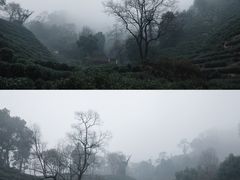 -十八棵（老龙井）御茶园(老龙井店)