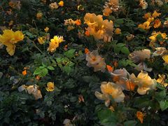 -人民公园(罗湖区)