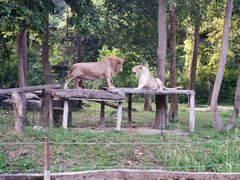 -清迈夜间动物园