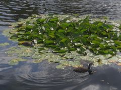 -海德公园