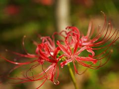 -白塘生态植物园