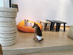 -南京Hallo宠物乐园·哈罗犬舍·柴犬繁育基地
