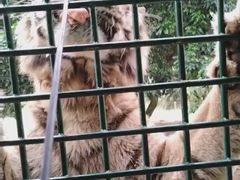 -深圳野生动物园