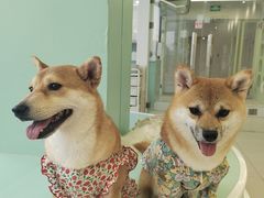 -怪兽屋·羊驼·猫咖·狗咖(俊华广场店)